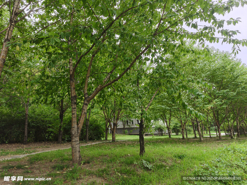 綠意盎然的公園樹(shù)林景色