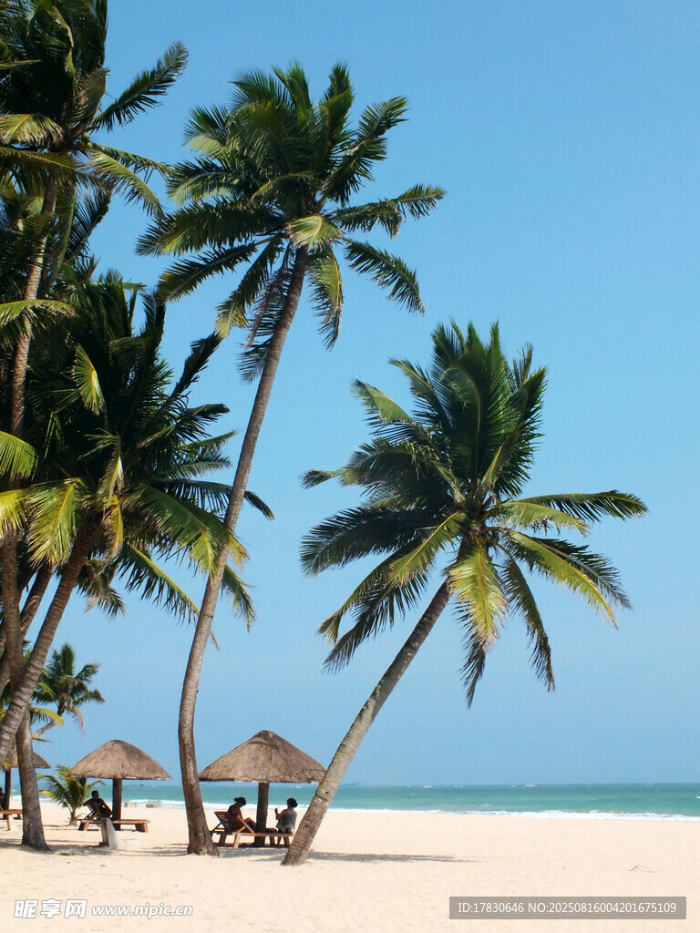 熱帶海灘椰林度假美景