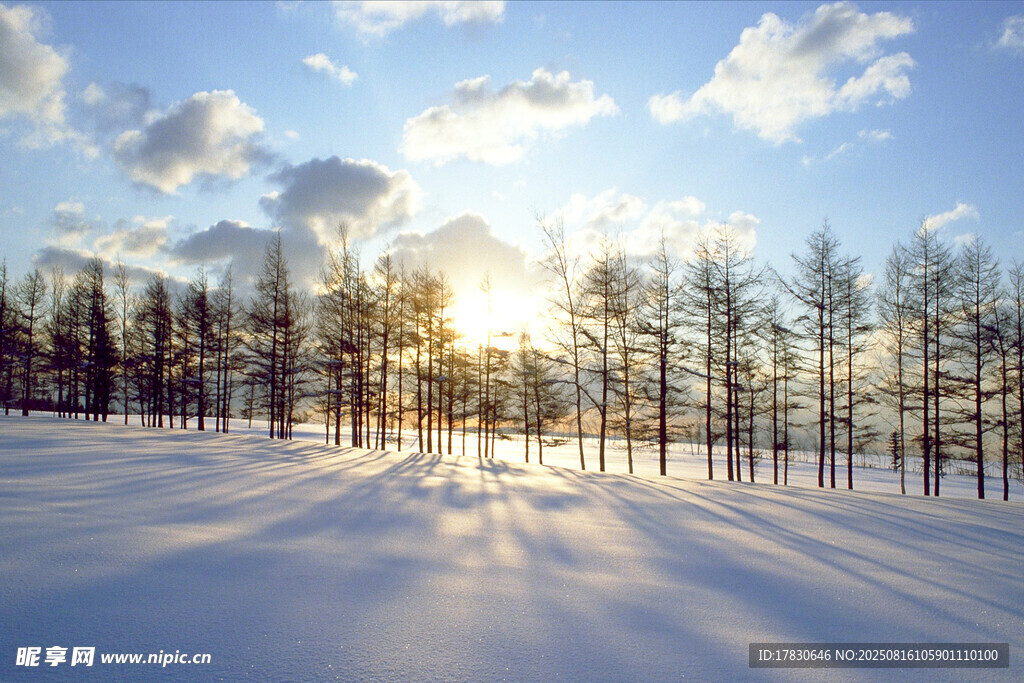 冬日雪林日出美景