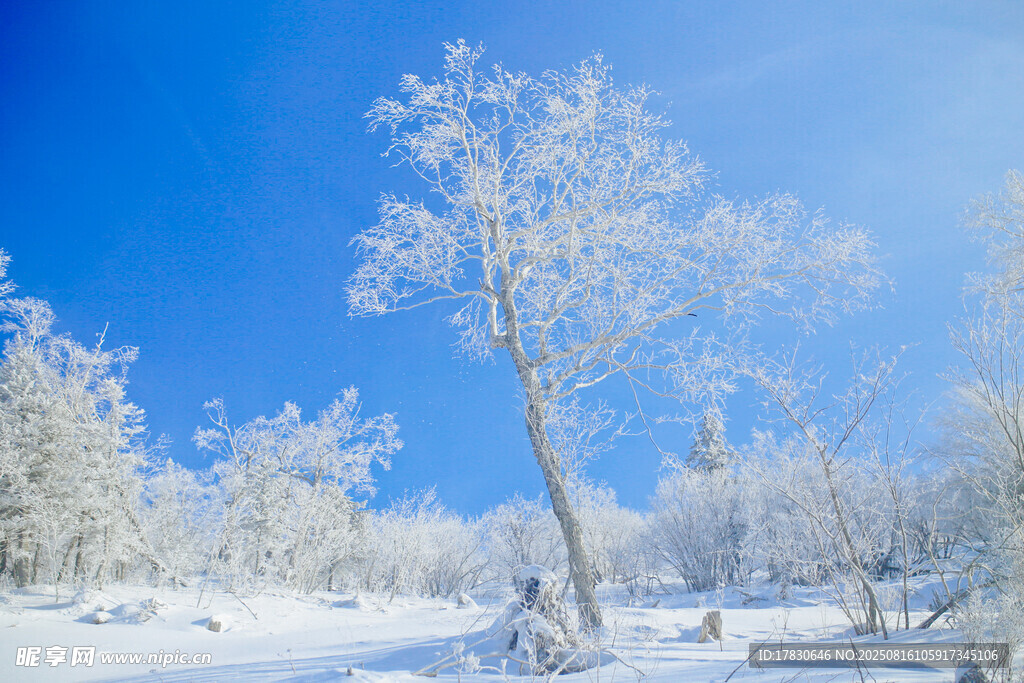 冬日雪景中的銀白樹木