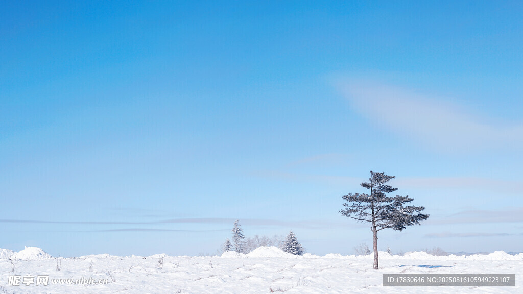 雪地孤松