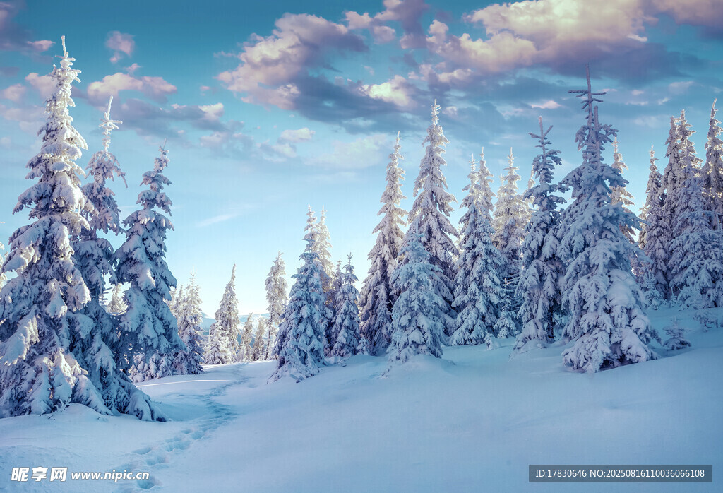 冬日雪覆松林美景