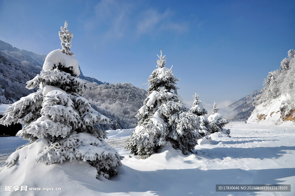 冬日雪景中的銀裝素裹樹木
