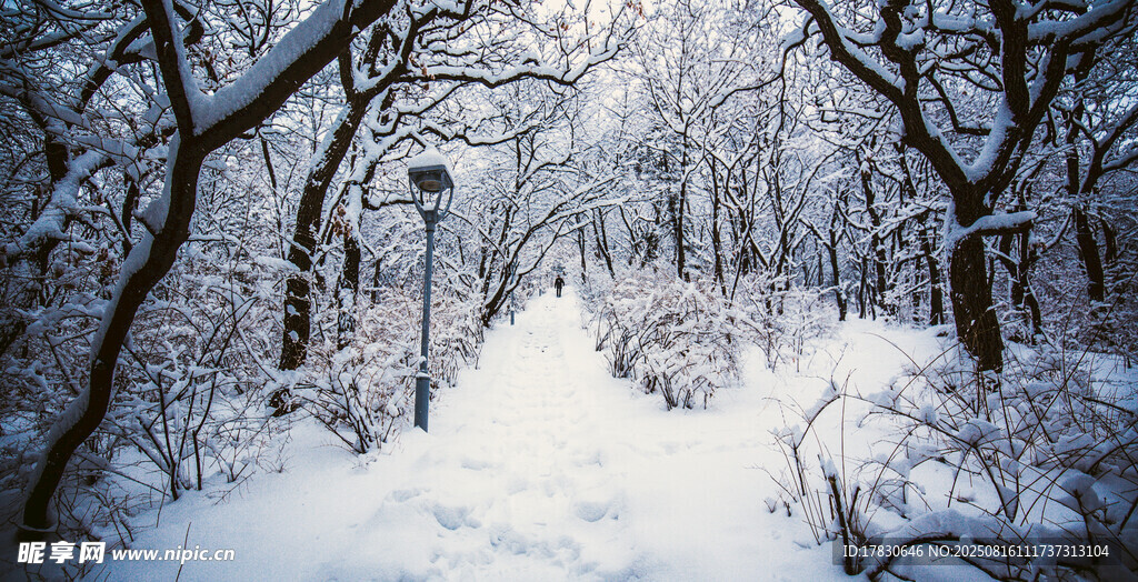 冬日雪林小徑