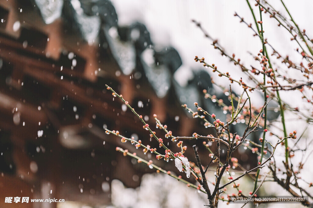 雪中綻放的花枝