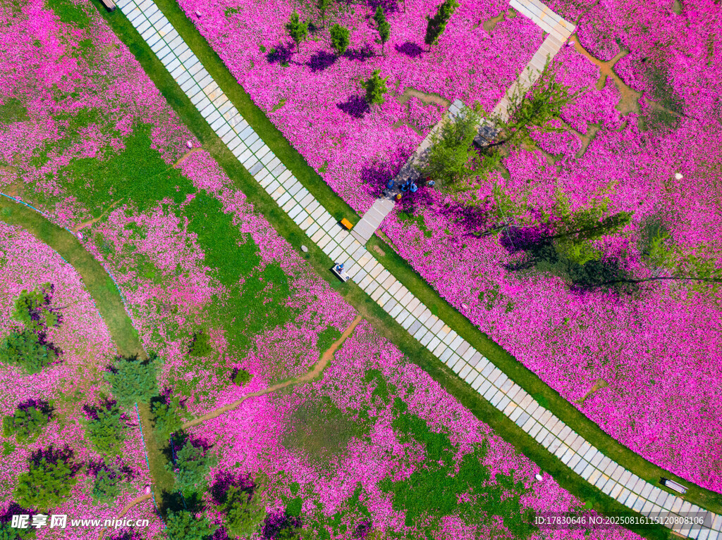 空中俯瞰粉色花海公路