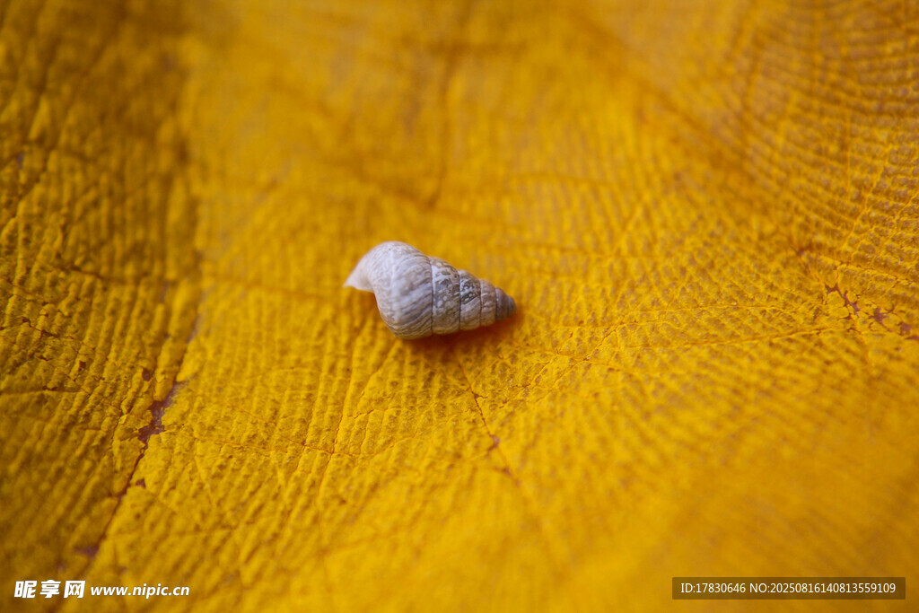 黃色織物上的一顆小石粒