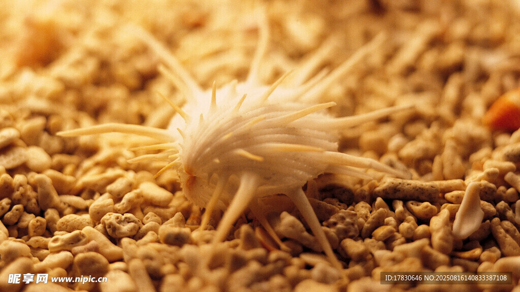 沙地上的帶刺白色小生物
