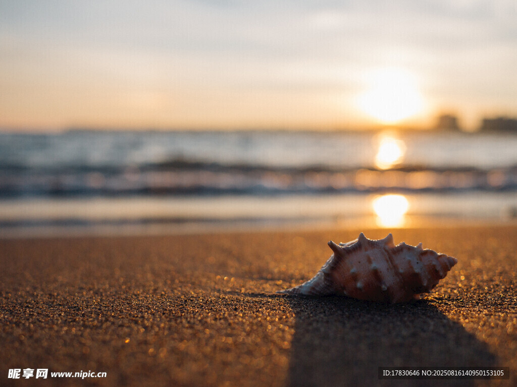 夕陽海灘上的美麗海螺
