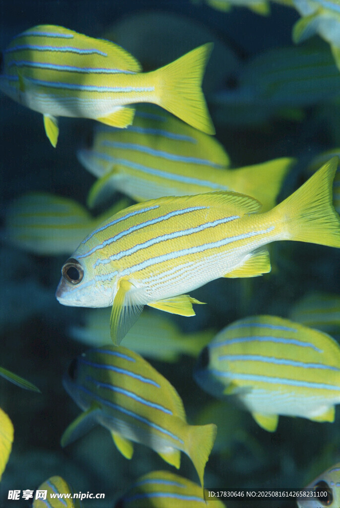 成群黃條紋海魚游動畫面