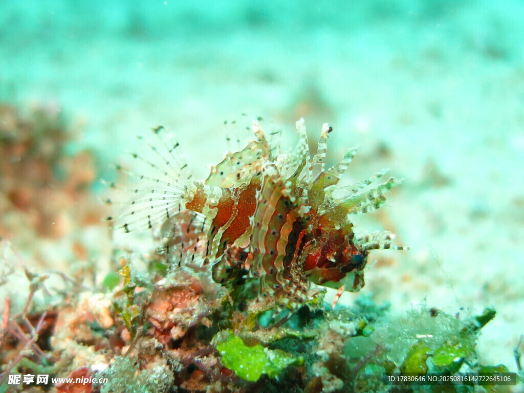 海底珊瑚叢中的小魚