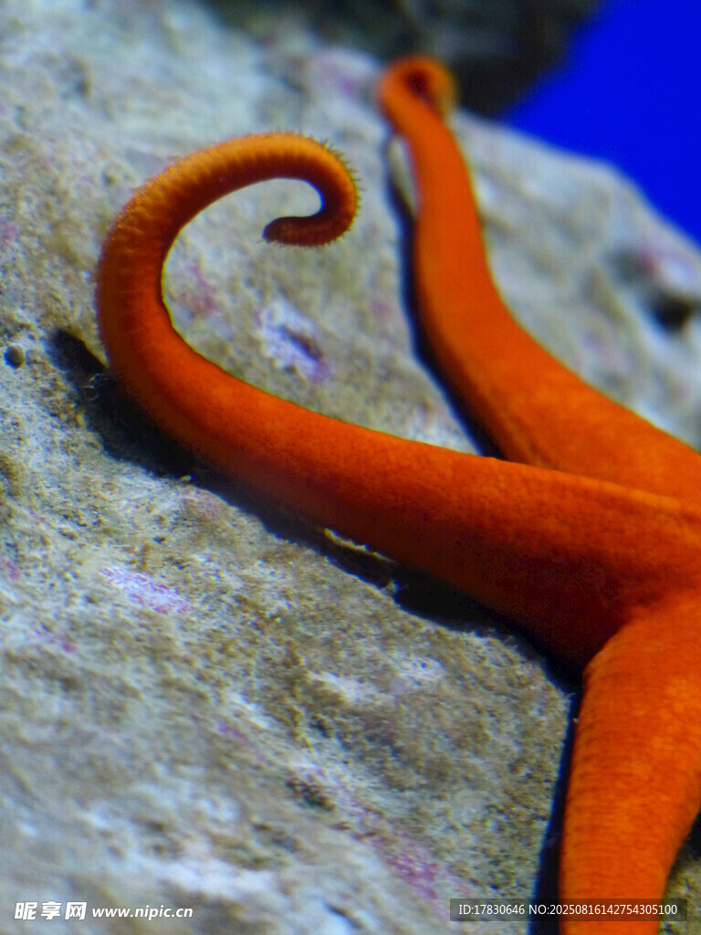 橙紅色海星特寫