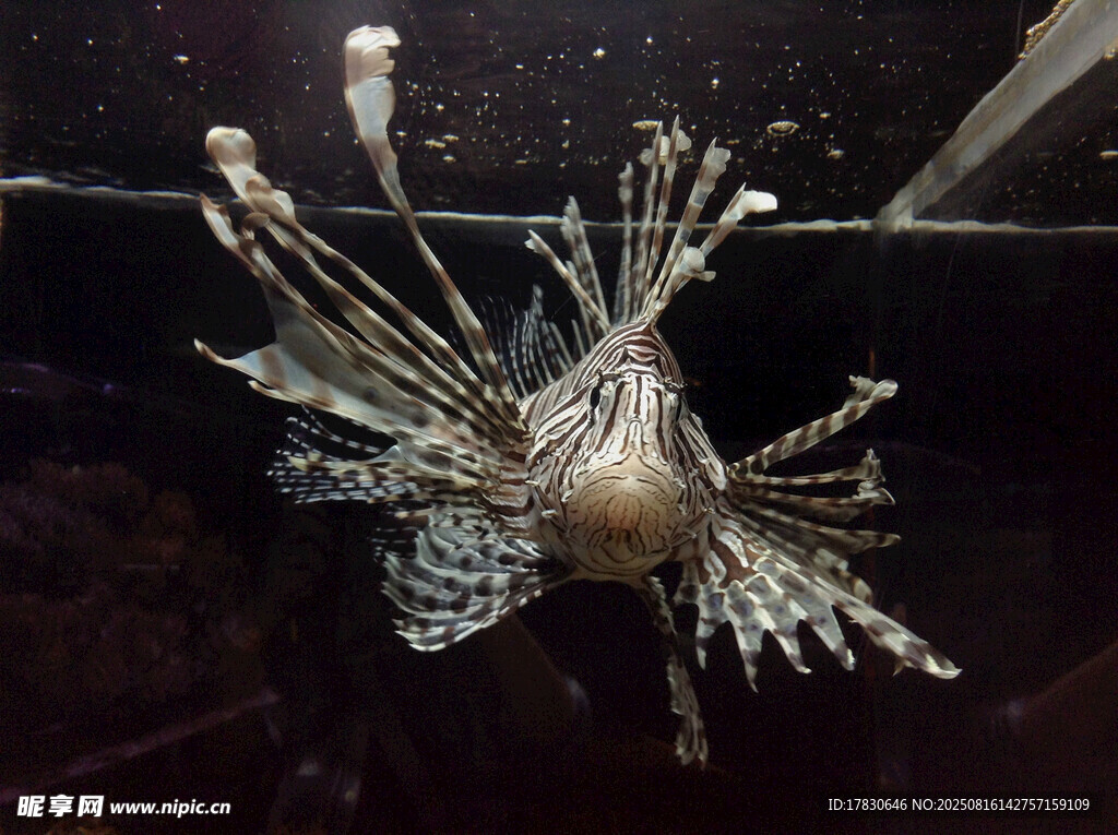 水中綻放的美麗獅子魚(yú)