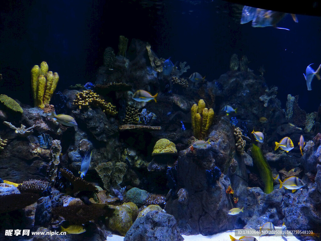 多彩海底珊瑚與魚類景觀