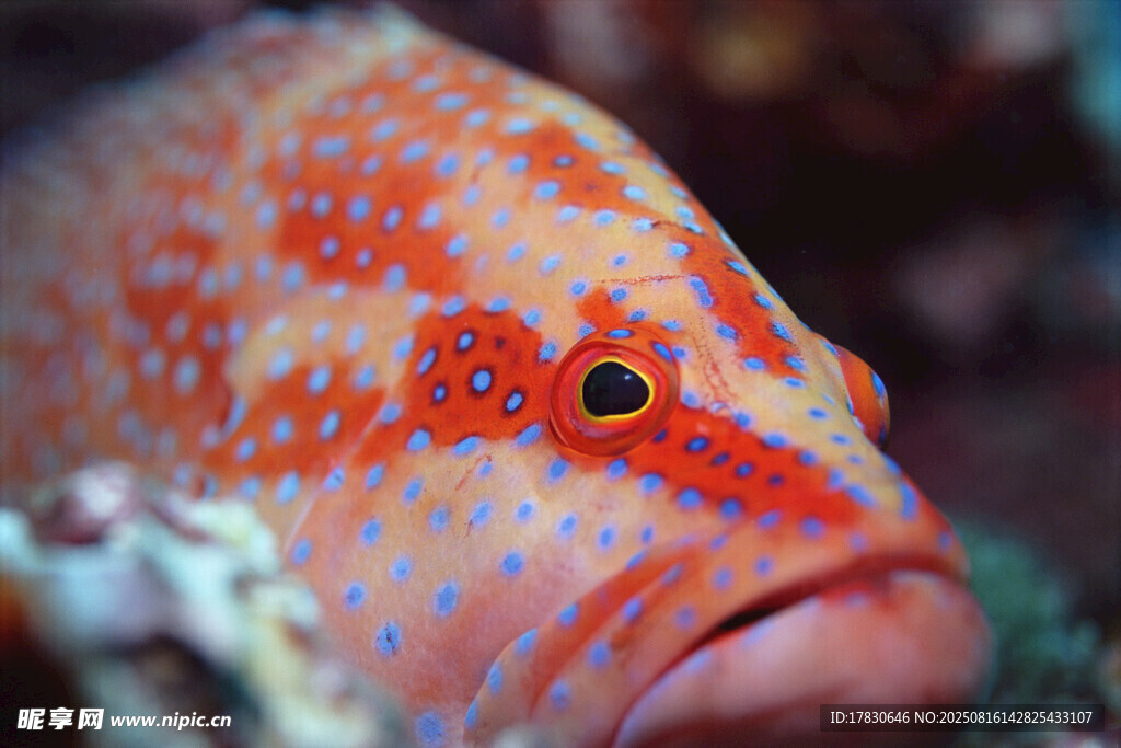 色彩斑斕的海底魚類特寫