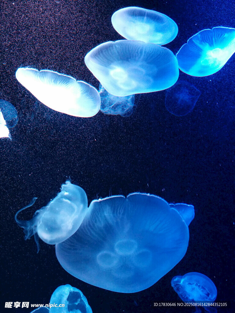 夢幻藍色水母在水中漂浮