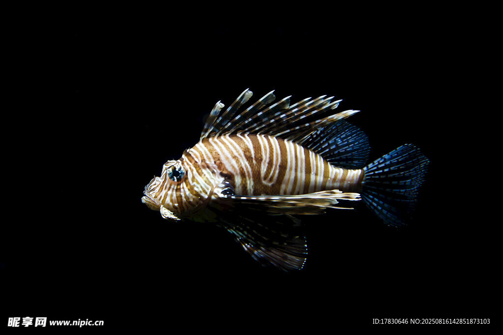 條紋獅子魚特寫