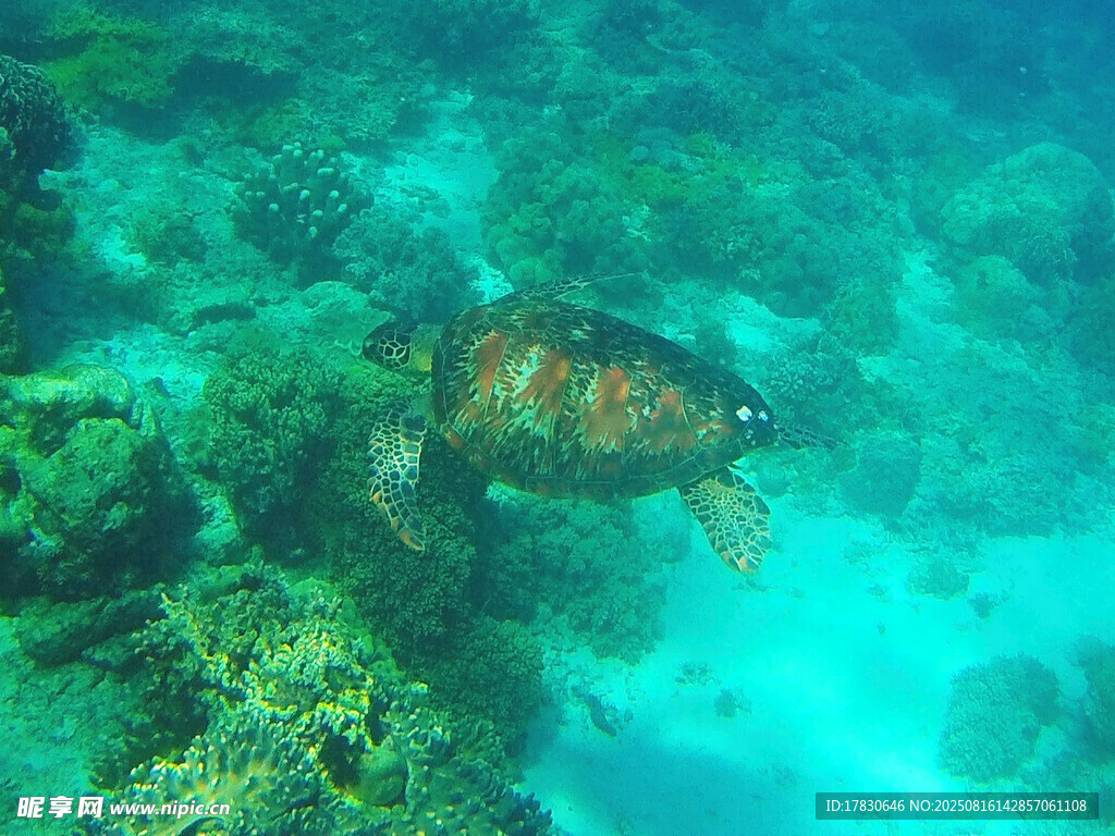 海底暢游的斑斕海龜
