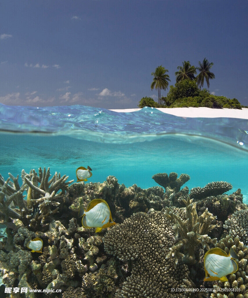 海底珊瑚與熱帶魚景觀