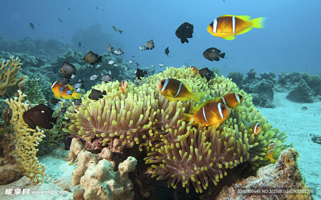 海底珊瑚與多彩小魚(yú)