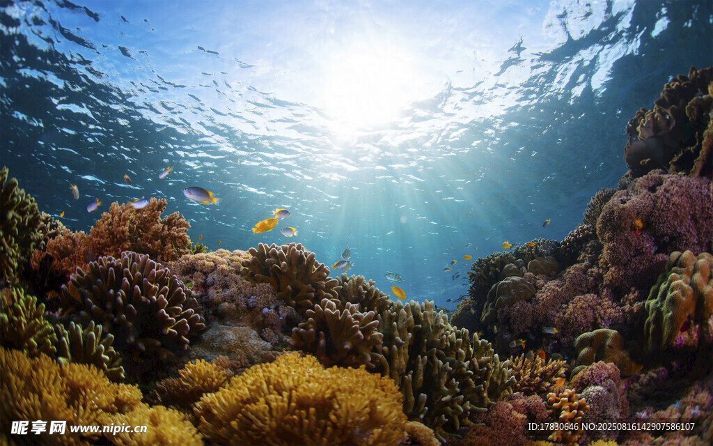 海底斑斕珊瑚與陽光美景