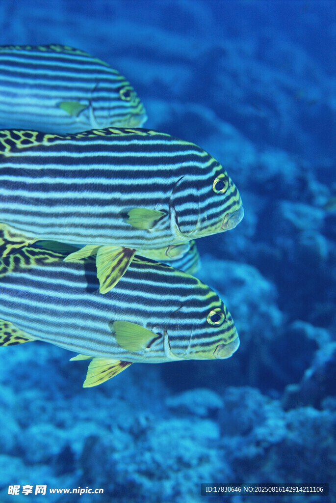 條紋魚群暢游海底世界