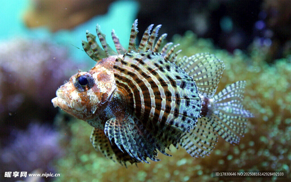 條紋獅子魚特寫