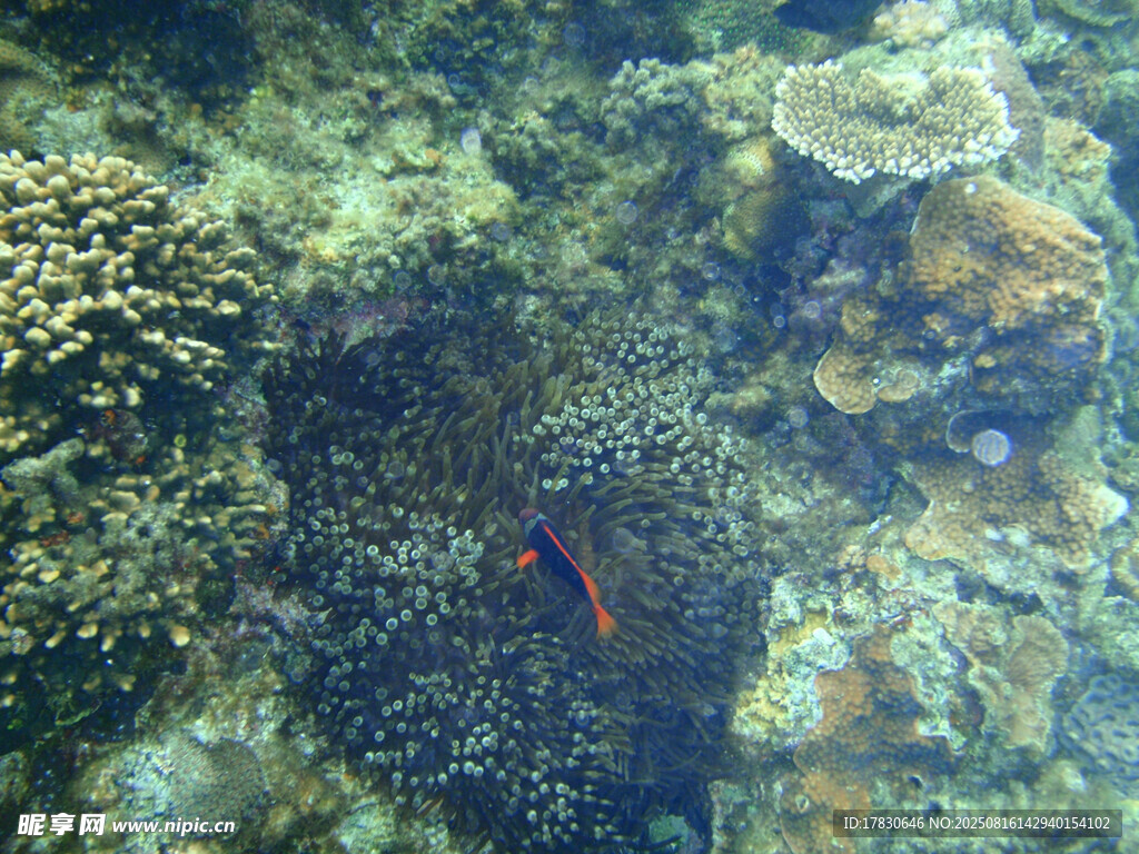 海底珊瑚叢中的紅色小魚