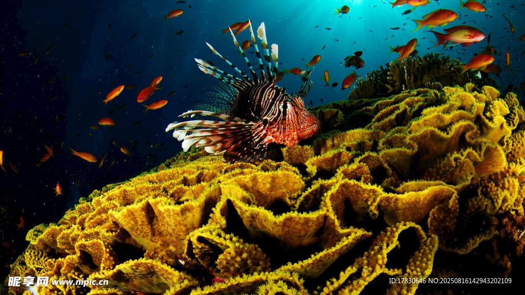 海底絢爛珊瑚與多彩魚類