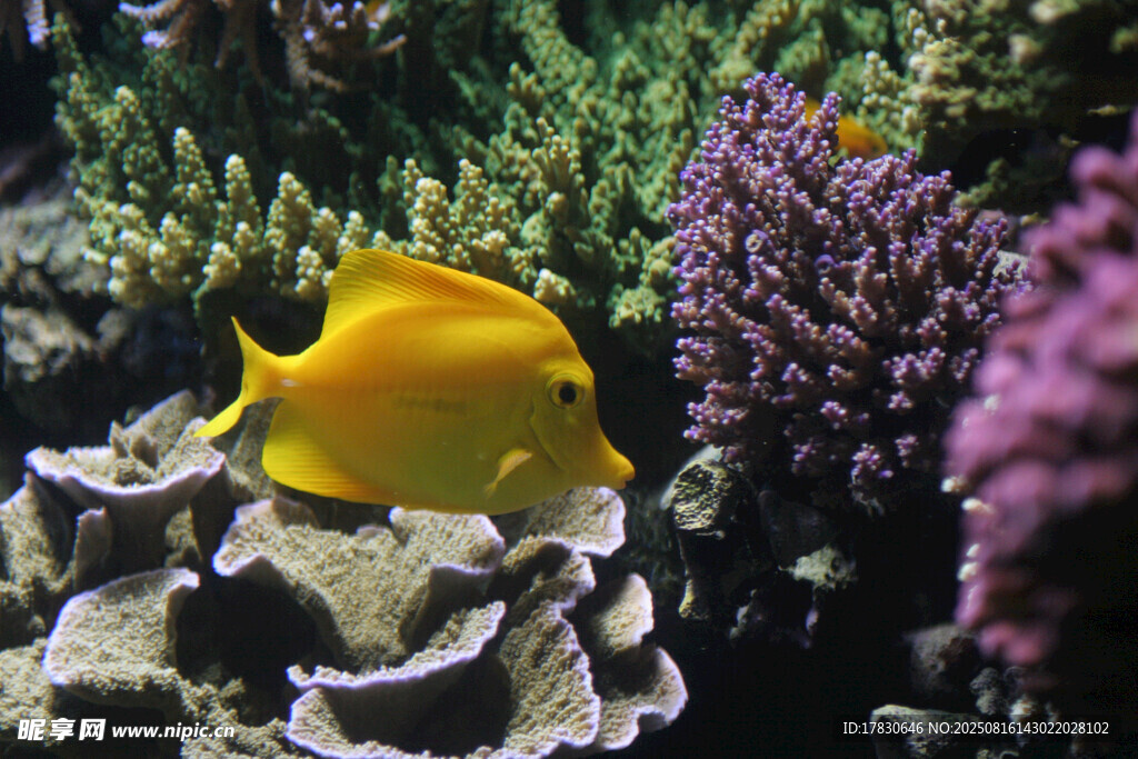 黃色海魚(yú)悠游于珊瑚間
