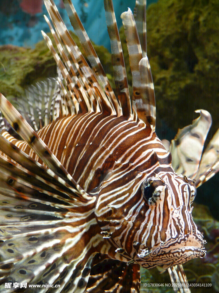 條紋獅子魚特寫