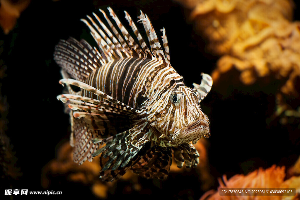 美麗獅子魚(yú)在海底游動(dòng)