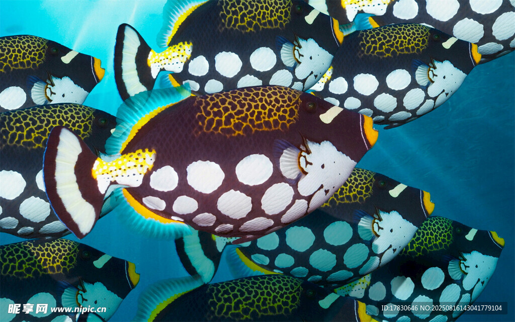 多彩斑點(diǎn)魚群暢游海底