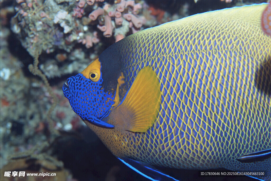 色彩斑斕的海洋神仙魚