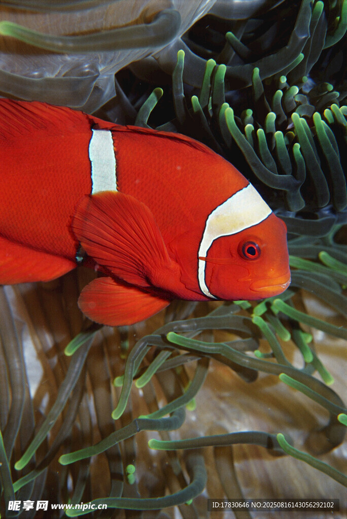 小丑魚(yú)與?？喟? />
                            </div>
                    </div>
                </div>



                <div   id=