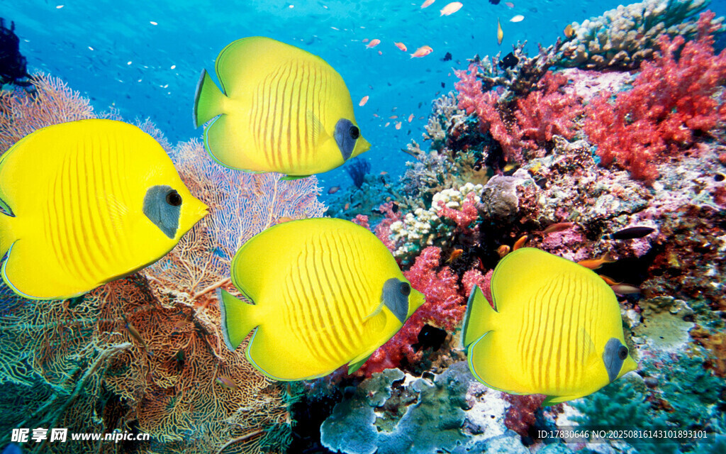 海底黃彩魚與絢爛珊瑚