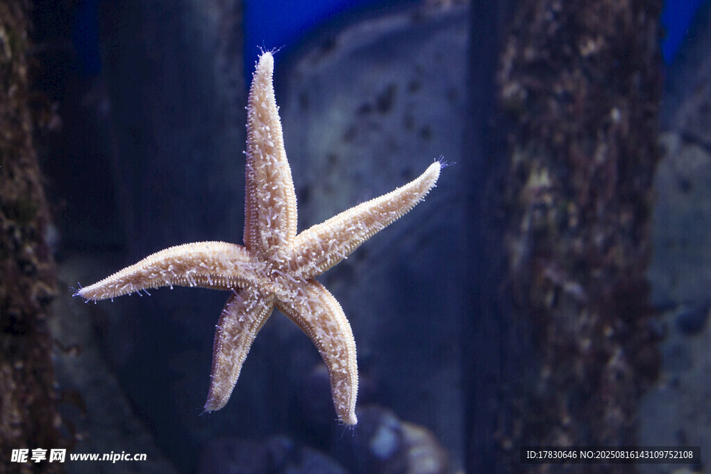 水中海星特寫