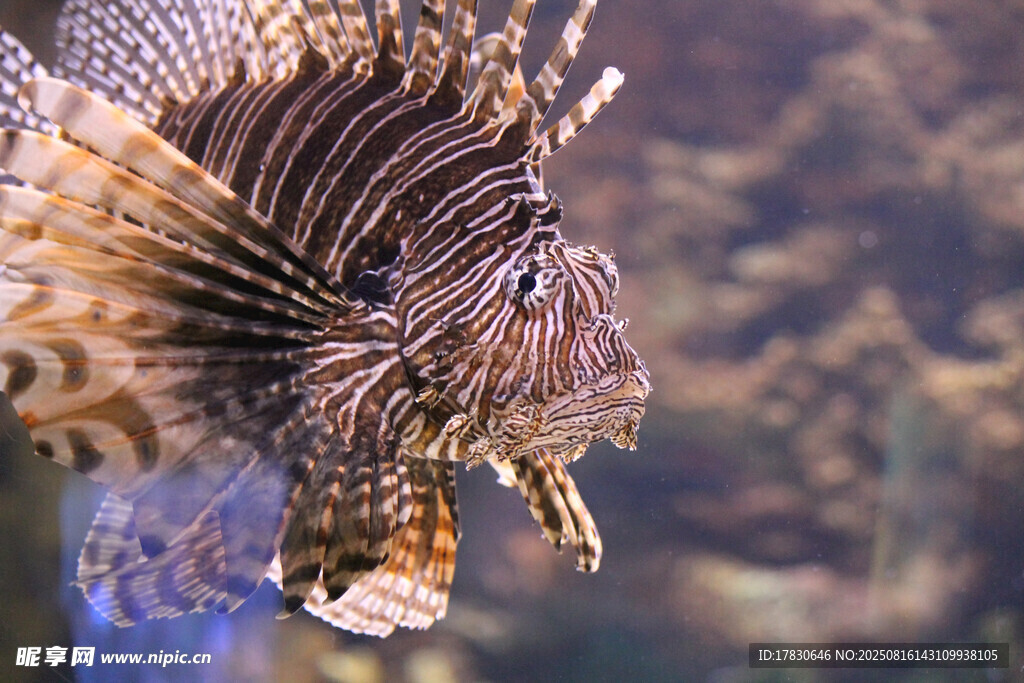 獅子魚特寫