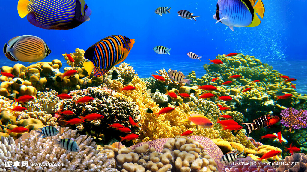 海底多彩珊瑚與游動魚類