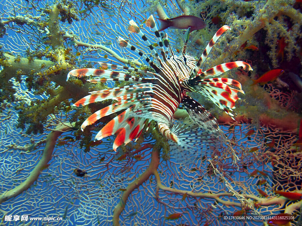 海底游動的斑斕獅子魚