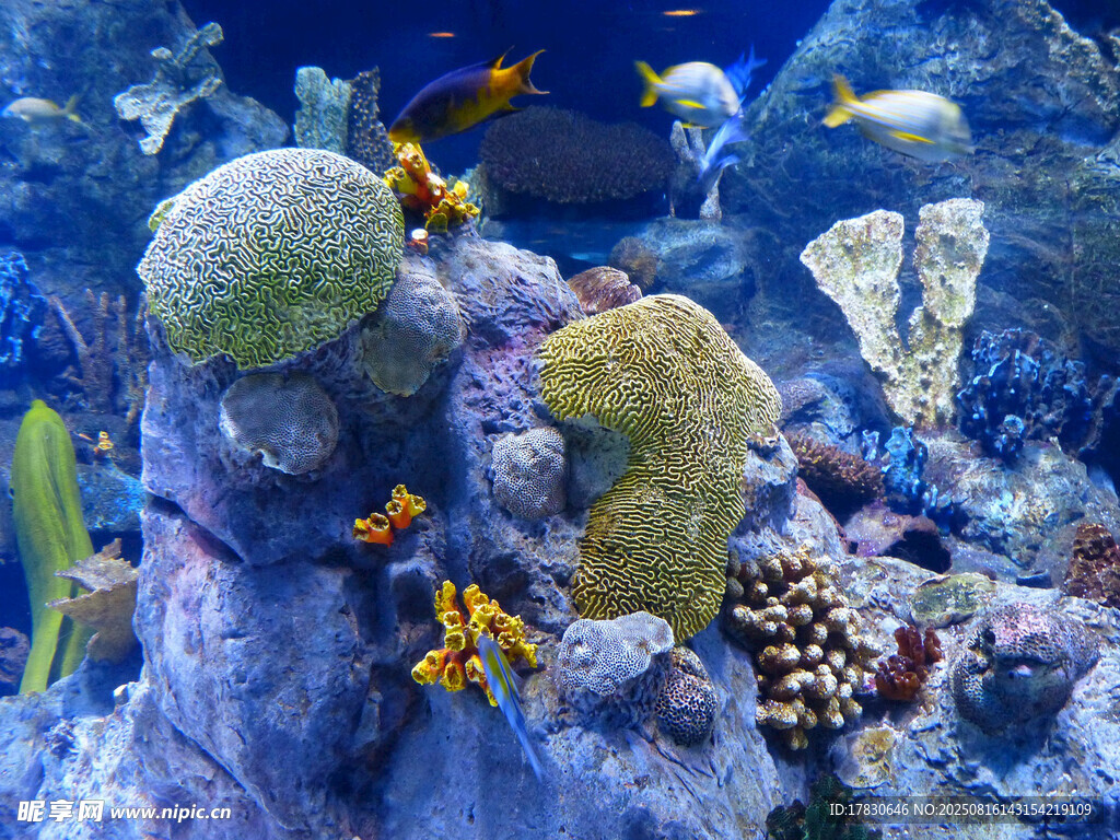 海底多彩珊瑚與游動小魚