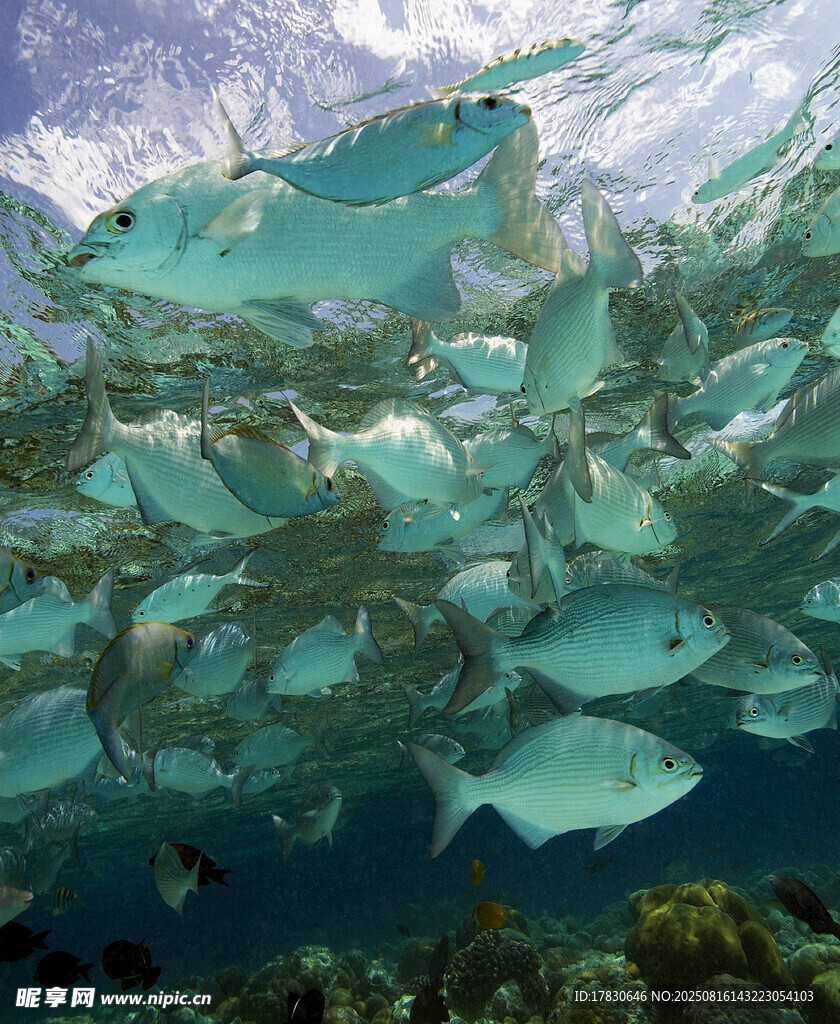 成群海魚暢游海底世界