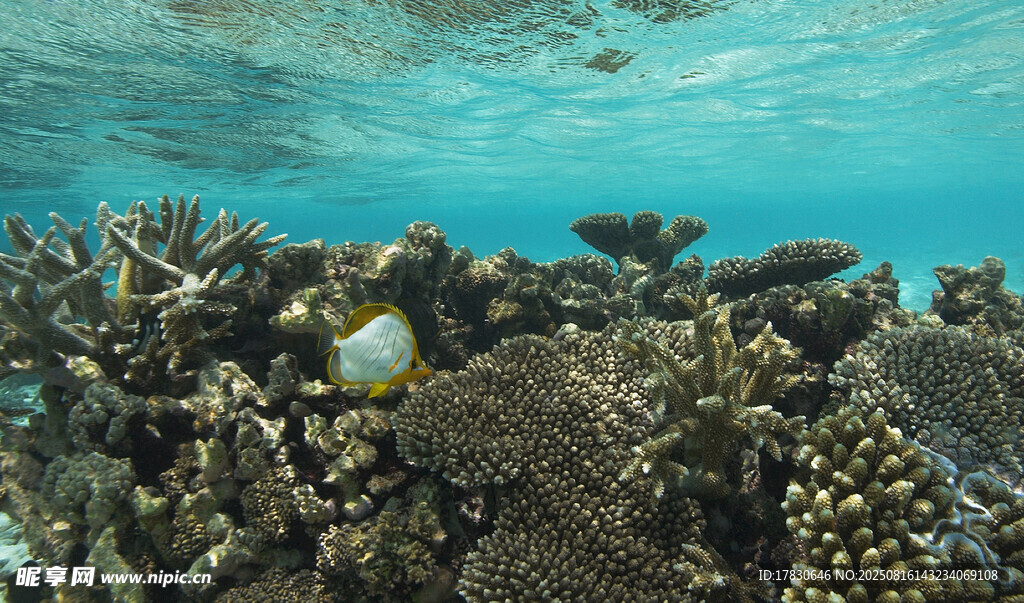 海底珊瑚景觀
