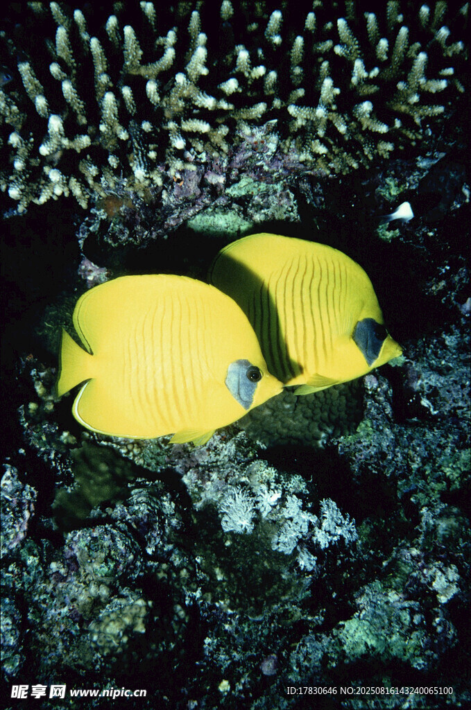 黃色雙蝶魚悠游于珊瑚間