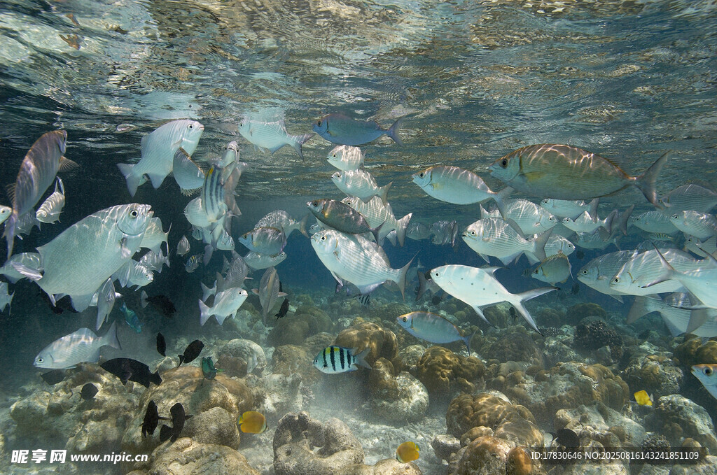 海底群魚游動景象