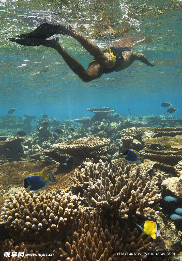 水下暢游賞絢麗珊瑚魚群