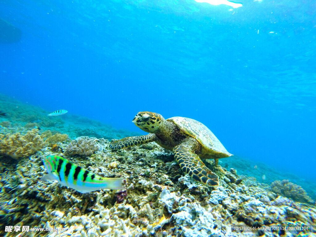 海底海龜與多彩小魚