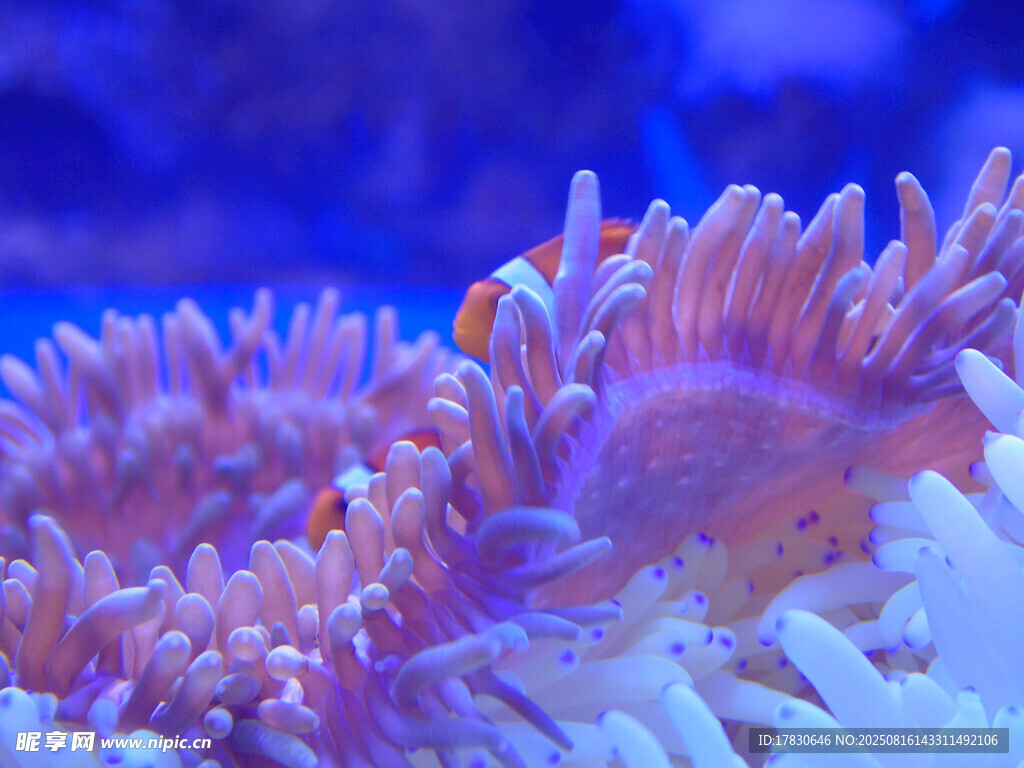 絢麗多彩的海底珊瑚景觀