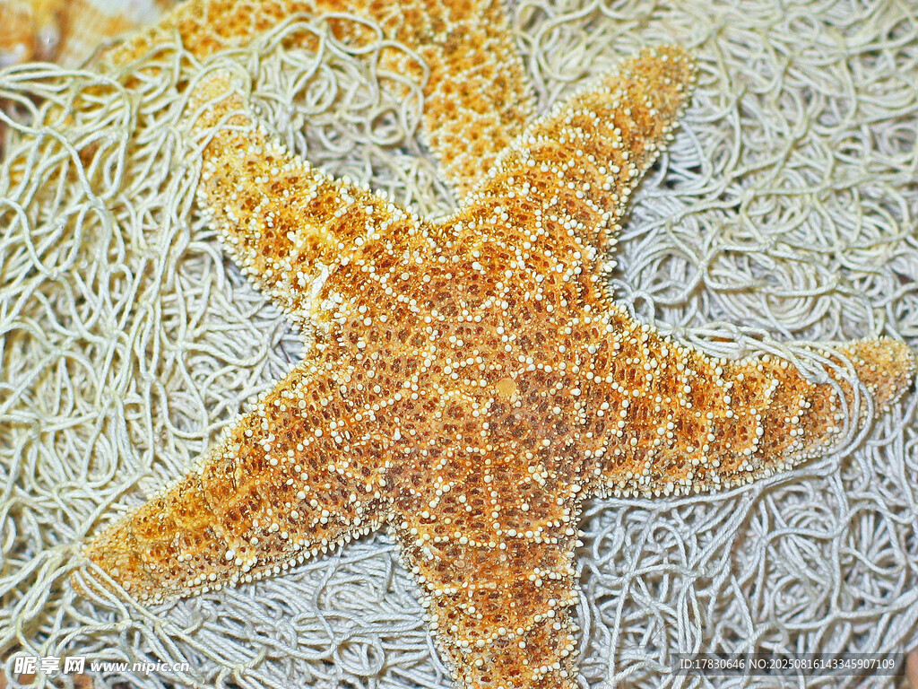 橙色海星置于網(wǎng)狀物上