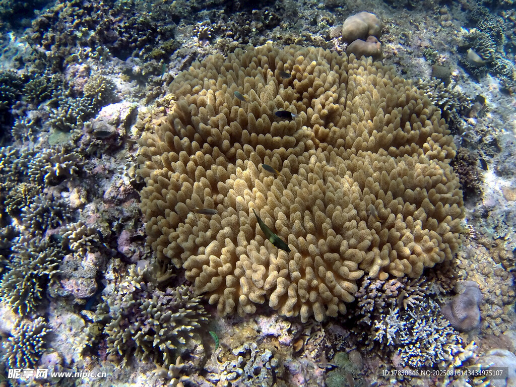 海底珊瑚特寫(xiě)